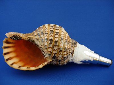画像1: 修験法螺貝　匠　（高級タイプ）　Ｂ級品