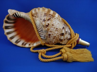 画像1: 源氏の法螺貝　