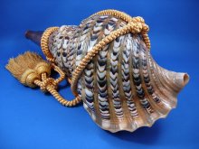 他の写真2: 龍神の法螺貝　