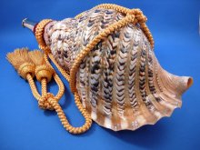 他の写真2: 源氏の法螺貝　