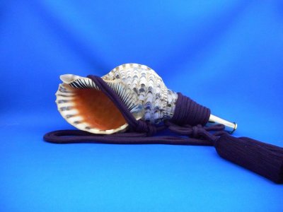 画像1: 戦国法螺貝　大名　黄金の法螺貝