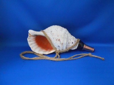 画像1: 戦国法螺貝 クラッシック  麻