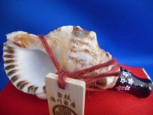 他の写真2: 戦国ほら貝ミニ　桜吹雪　飾り台ボックス付き※この商品は、特別キャンペーンにて送料無料です！