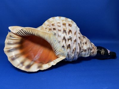 画像1: 幻の法螺貝誕生　最高級（真言タイプ）　歌口木製法螺貝　修験の響き　不動明王　梵字 と桜　B級品