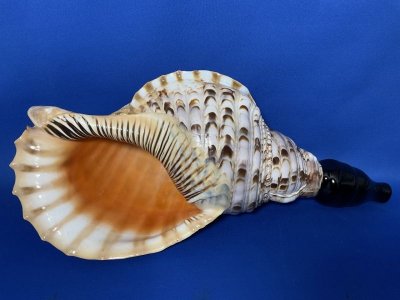 画像1: 最高級　山伏修験歌口木製法螺貝