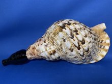他の写真1: 最高級　山伏修験歌口木製法螺貝
