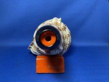 他の写真2: 最高級　山伏修験歌口木製法螺貝
