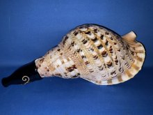 他の写真1: 幻の法螺貝誕生　最高級（真言タイプ）　歌口木製法螺貝　修験の響き　龍神