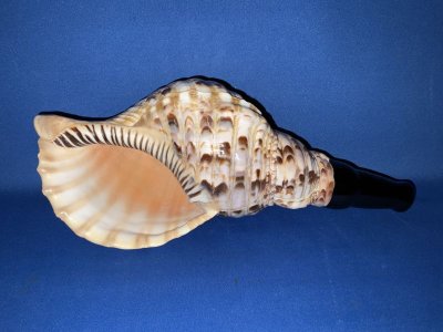 画像1: 新発売　歌口木製　陰陽の法螺貝　