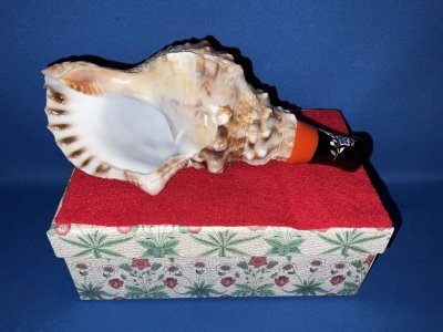 画像1: 最高級品　歌口木製法螺貝ミニ　飾りボックス付き　桔梗　