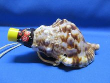 他の写真1: 新バージョン　祭りほら貝ミニ　梅と不動明王梵字入