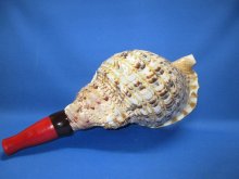他の写真1: 最高級　山伏修験歌口木製法螺貝 不動明王梵字入　B級品