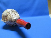 他の写真2: 最高級　山伏修験歌口木製法螺貝 不動明王梵字入　B級品