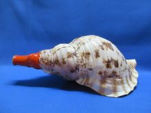 他の写真1: 今週の大目玉商品‼　大特価！早い者勝ち！　戦国法螺貝真田幸村家紋入B級品　初心者用