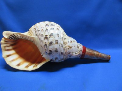 画像1: 山伏修験　龍神の法螺貝II　彫金銅