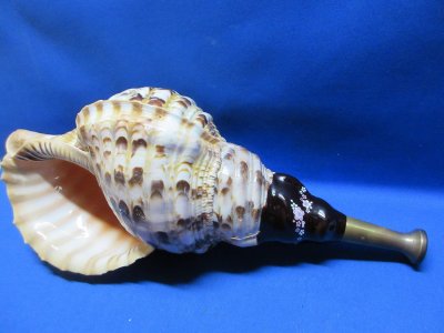 画像1: 戦国ホランペット　桜