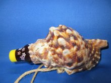 他の写真1: 新バージョン　祭りほら貝ミニ 　桜吹雪