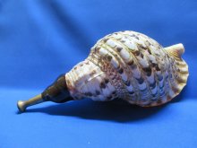 他の写真1: 戦国ホランペット　桜