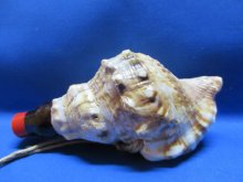 他の写真1: 新バージョン　祭りほら貝ミニ 　花火