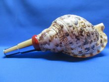 他の写真2: 山伏法螺貝　不動明王梵字入　菊