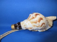 他の写真1: 新バージョン　祭りほら貝ミニ  黄金の吹口　桜吹雪