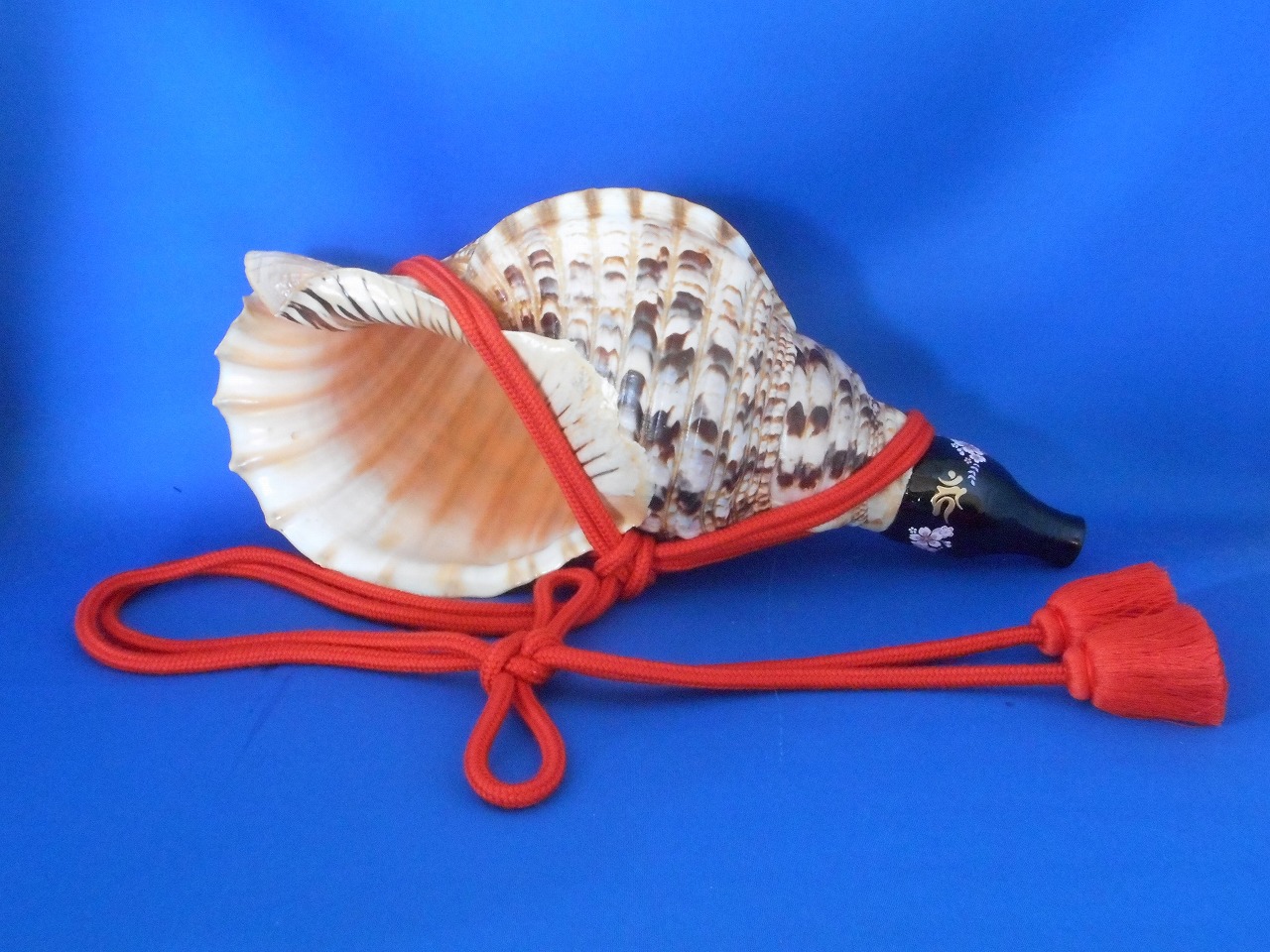 激安超安値 法螺貝 貝袋付き 42㎝ 1449g 山伏修験 法螺貝 楽器・機材
