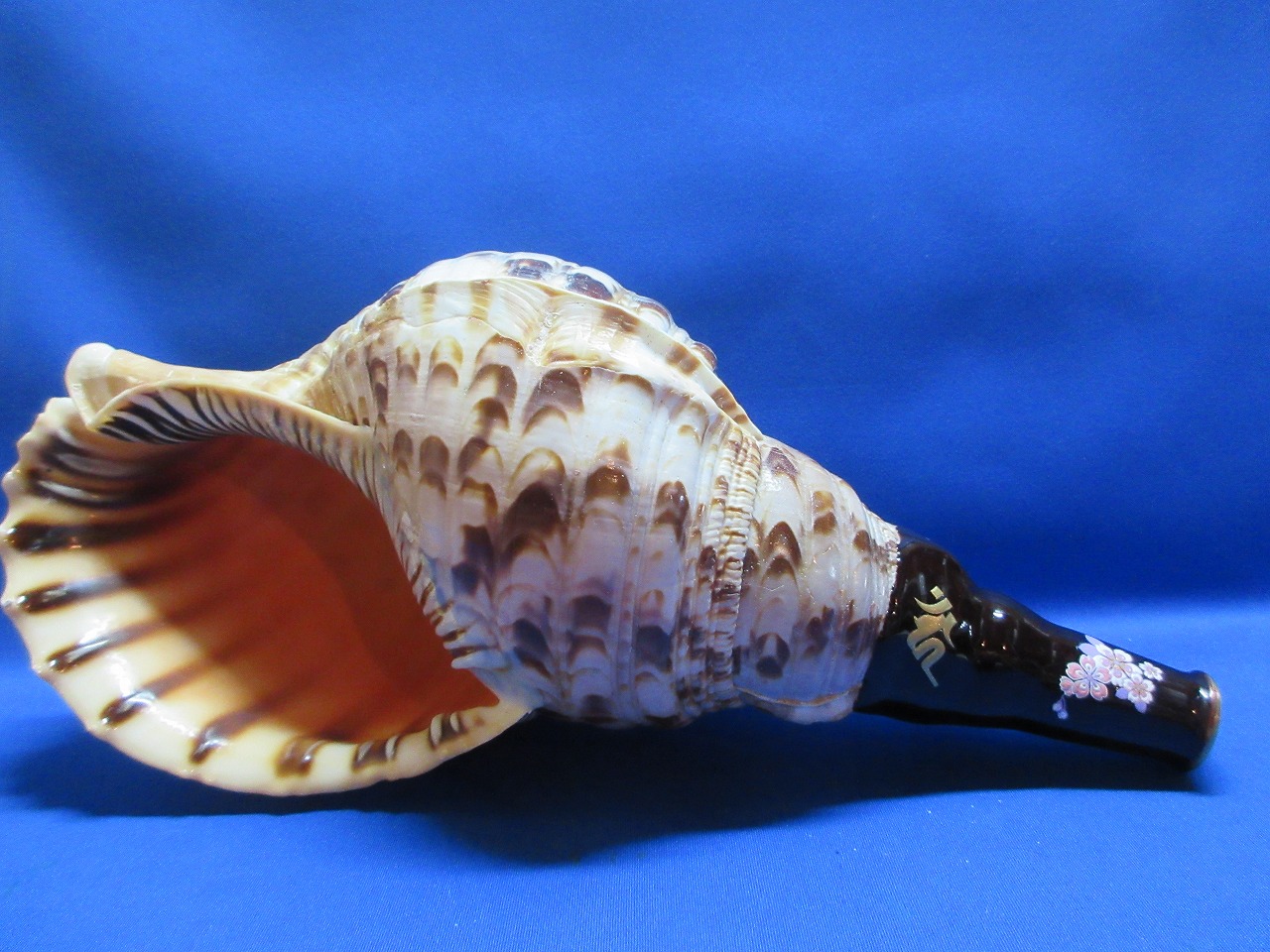 新発売　陰陽の法螺貝　不動明王梵字入　桜吹雪