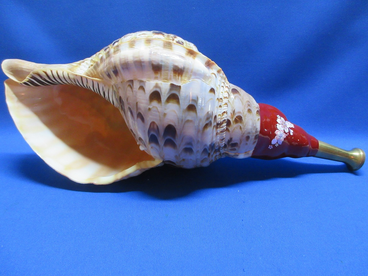 戦国ホランペット　桜