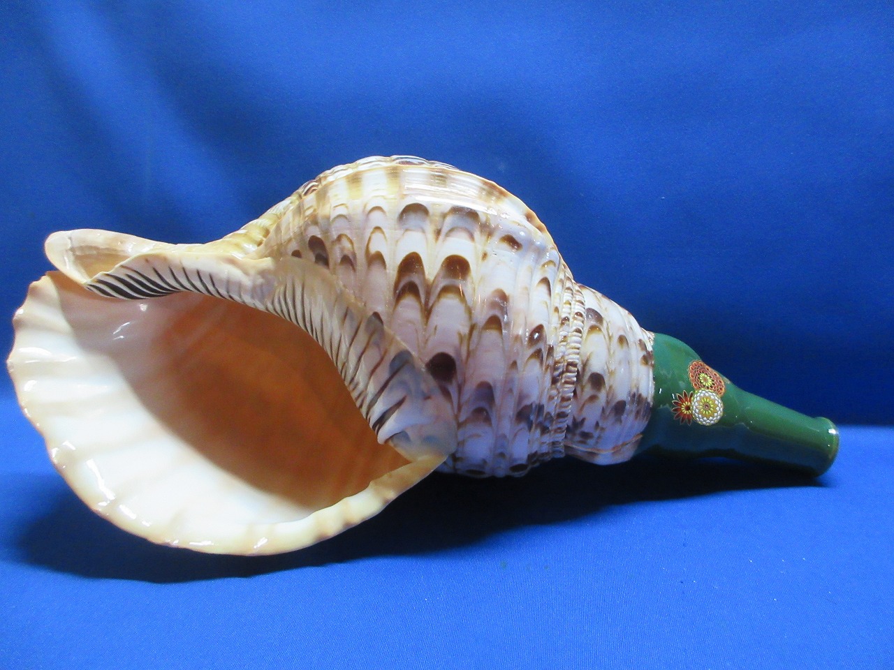 新発売　陰陽の法螺貝　菊