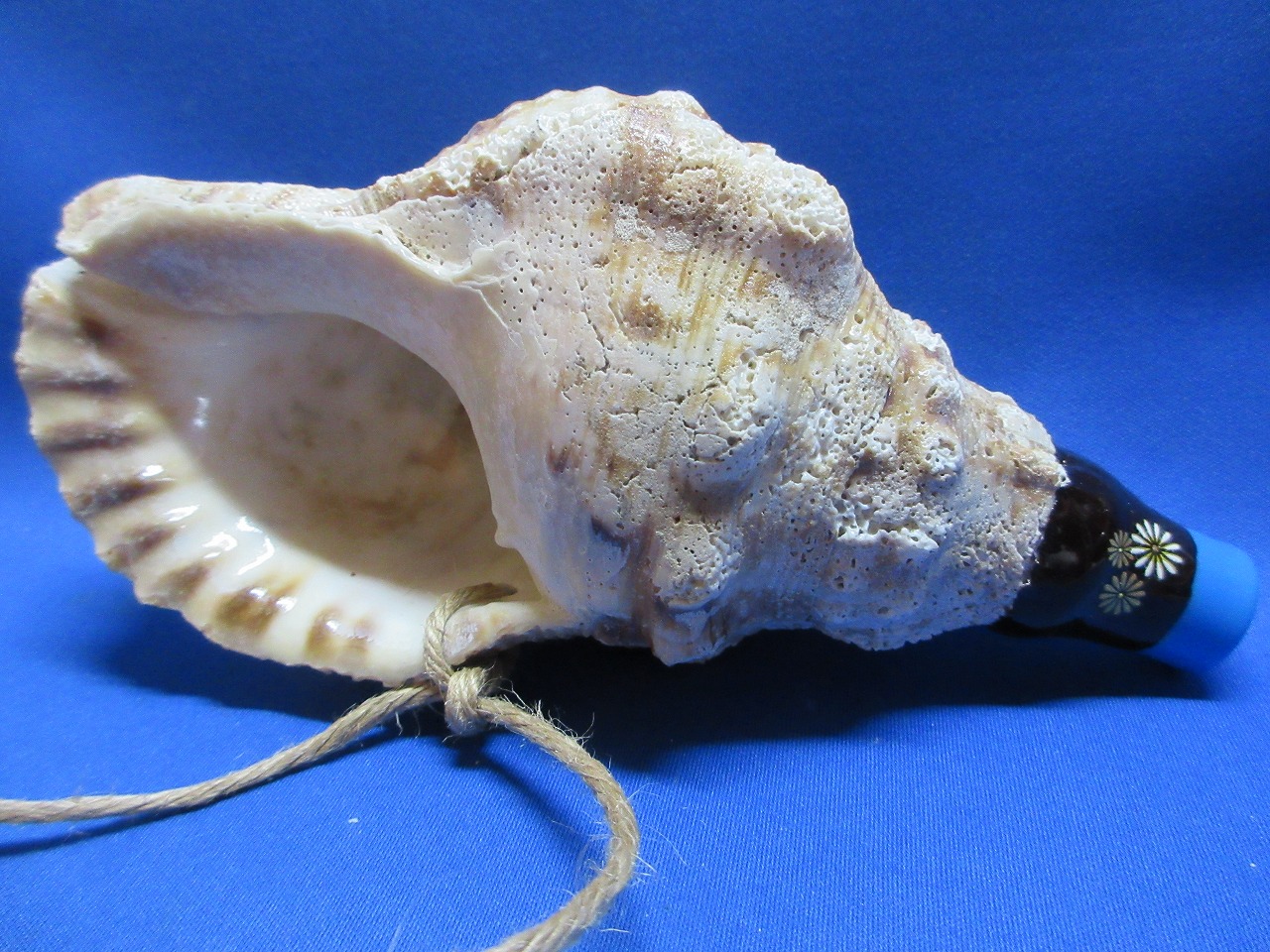 新バージョン　祭りほら貝ミニ 　花火