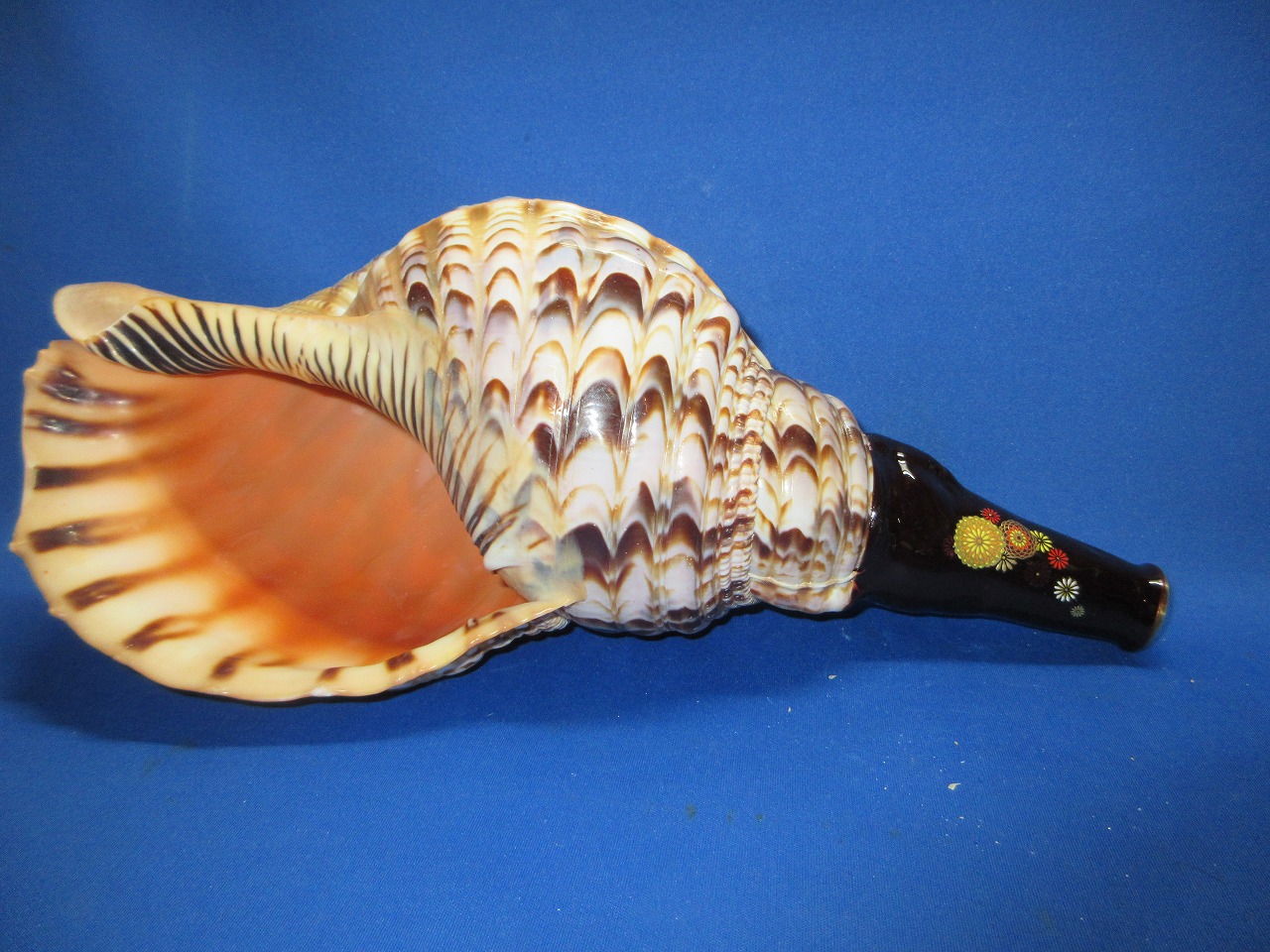 新発売　陰陽の法螺貝　菊