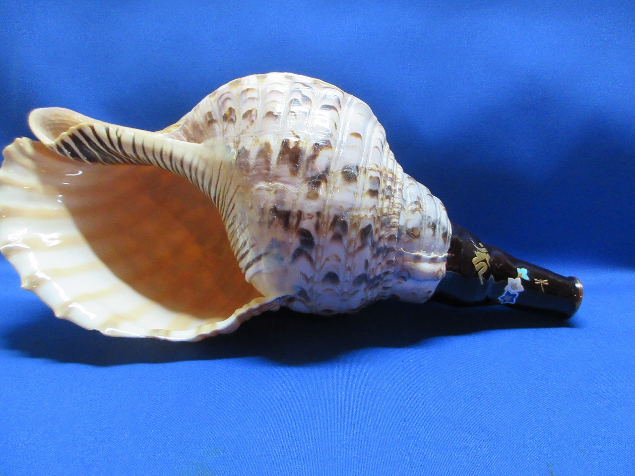 新発売　戦国法螺貝　不動明王梵字入桔梗