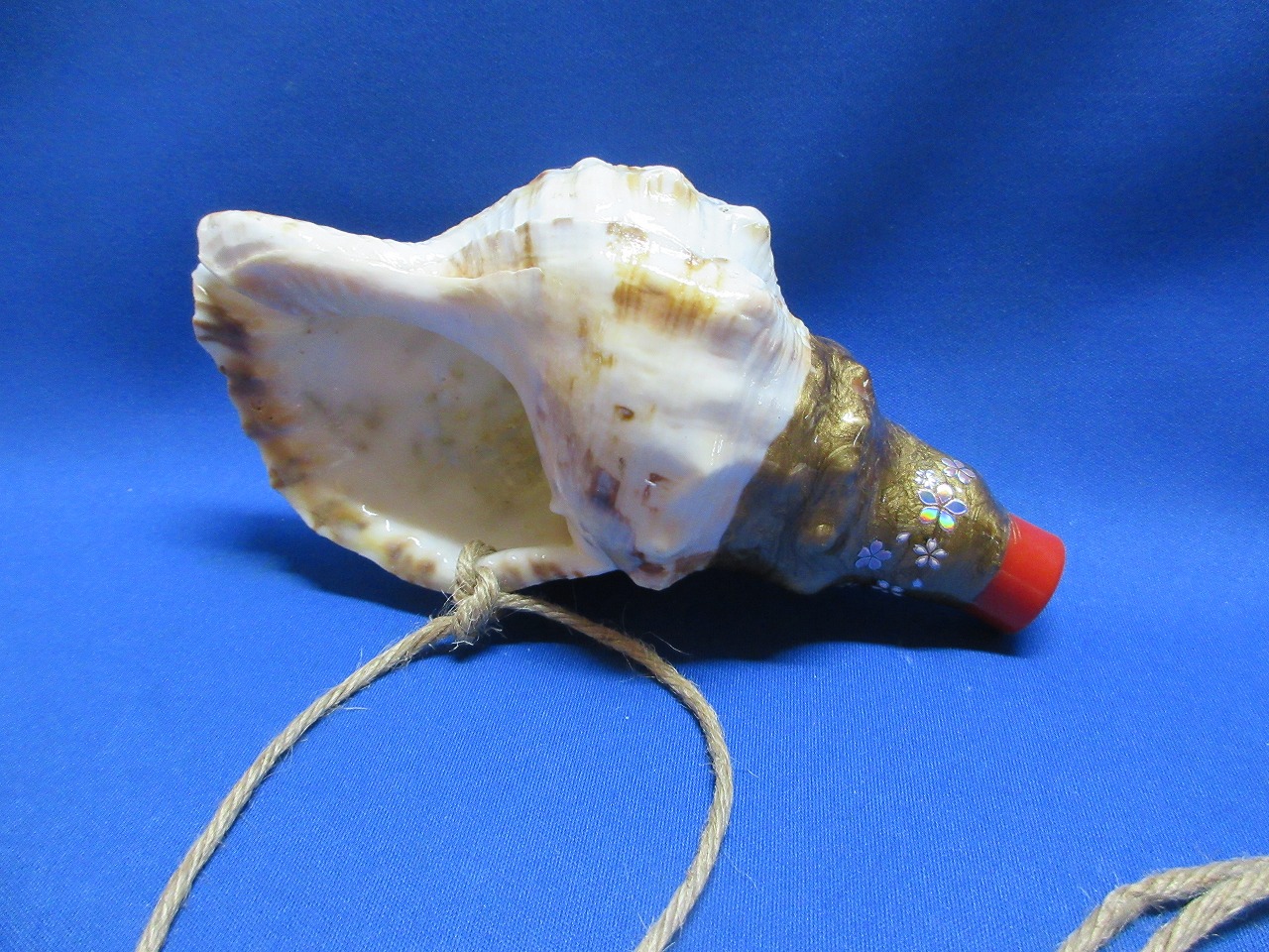 最高級　祭りほら貝ミニ 麻紐付