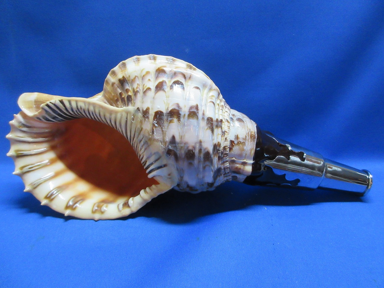 Ｎｅｗバージョン　山伏修験の法螺貝　匠