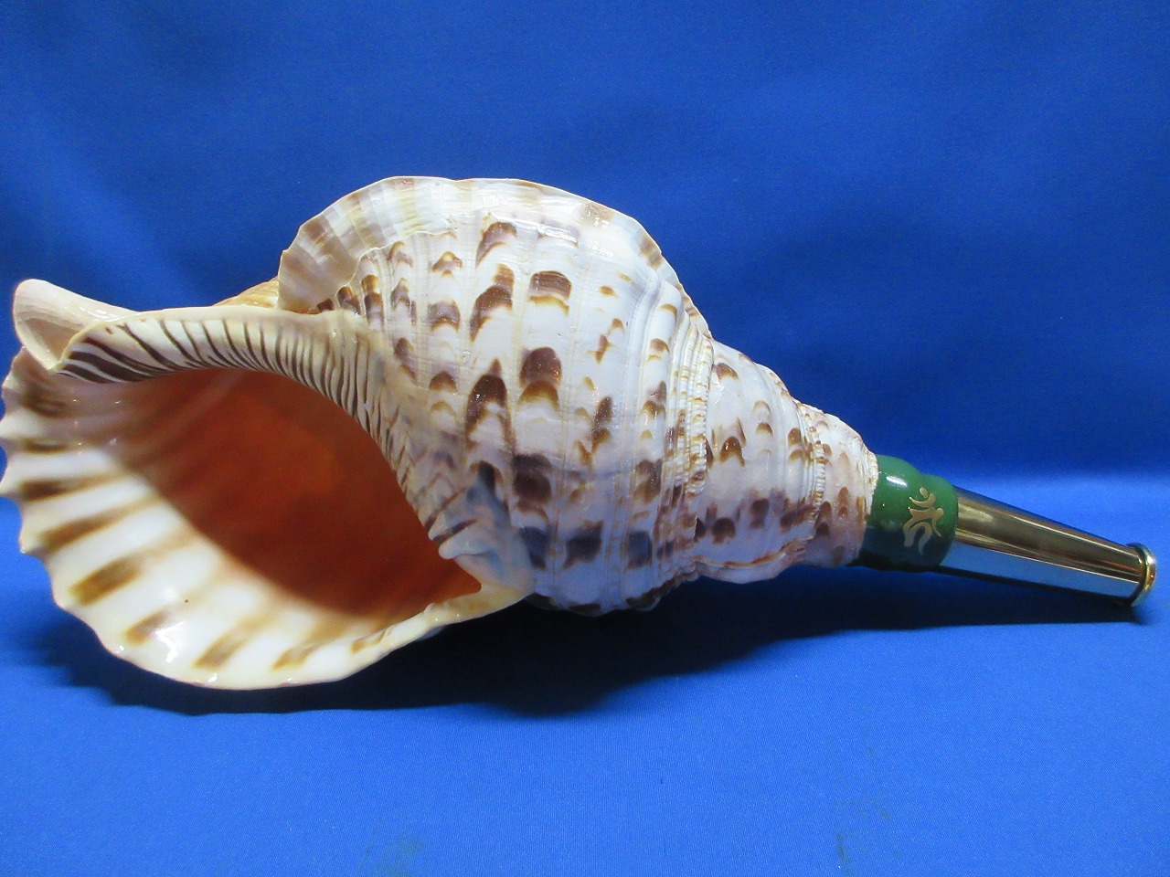 戦国法螺貝　黄金の吹口　不動明王梵字入