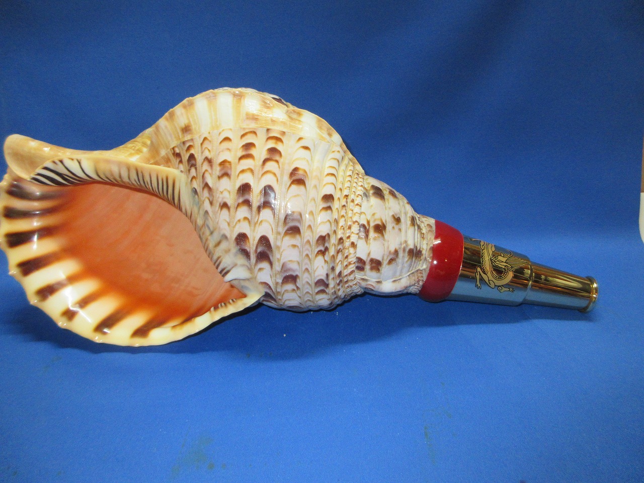 最高級　山伏修験法螺貝　黄金の吹口 龍神