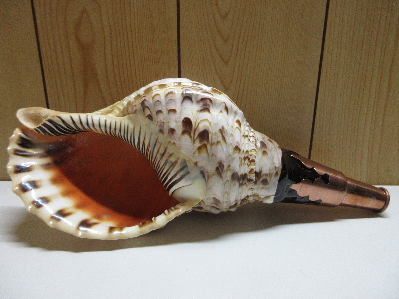 限定　山伏修験法螺貝II　クラシック　銅