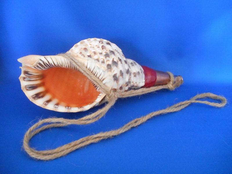 法螺貝 ほら貝 ホラガイ 久米島産‼️特大39㎝／1.4kg‼️ - インテリア小物