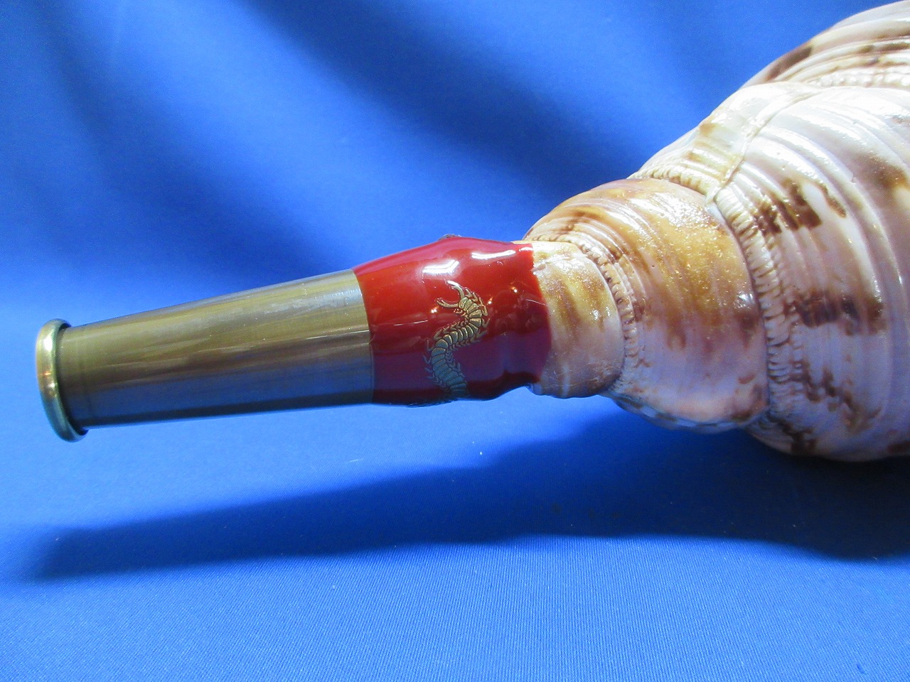 特大39.2cm 法螺貝 ise-miyachu_js-hgog-sl-9