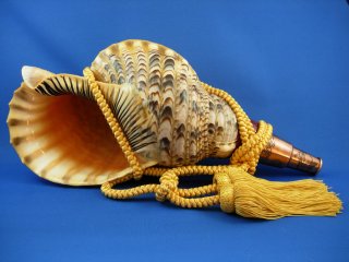 法螺貝　25cm程度 法螺貝 約39cm 1Kg 再掲載です | 和雑貨仁泉堂ネットショップ