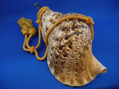 画像2: 源氏の法螺貝　
