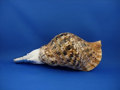 画像1: 修験法螺貝　匠　（高級タイプ）　Ｂ級品