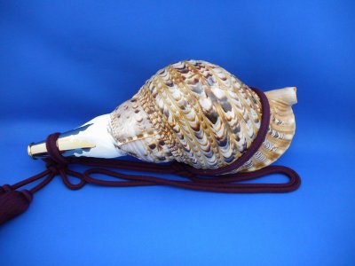 画像1: 修験法螺貝II　雅　黄金の吹口