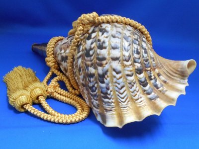 画像2: 龍神の法螺貝II