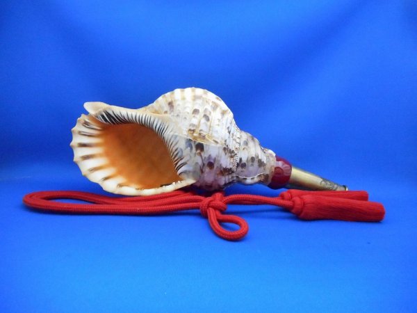 画像1: 法螺貝　戦国の響き 龍神　特別限定品 (1)