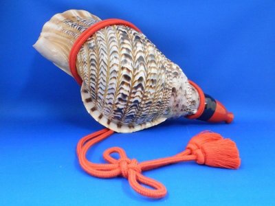 画像2: 出羽三山　山伏法螺貝 歌口木製法螺貝　桐箱入りセット