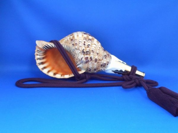 画像1: 修験法螺貝II　雅　黄金の吹口 (1)