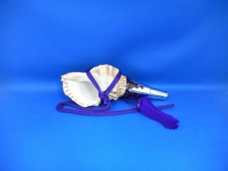 法螺貝　ＮＯ５７
ホラ貝、和楽器、和太鼓、修験道 02457 法螺天珠 44x17mm 法螺貝天珠 法螺貝の化石 ほら貝