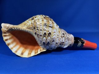 人気海外ブランドアイテム｜ファッション通販 法螺貝 中 36センチ カバー付き 和楽器