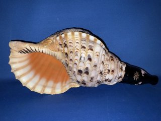 最高級 山伏修験歌口木製法螺貝 - 穂の国